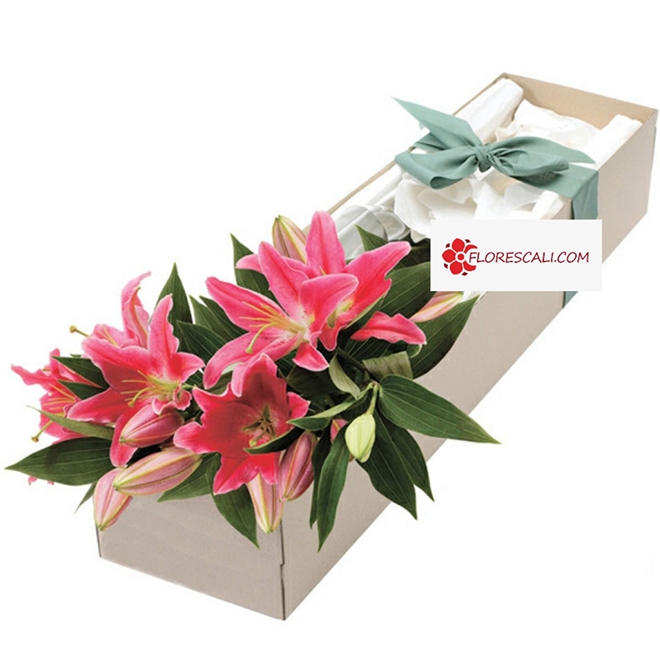 Expresion de Lirios Cali