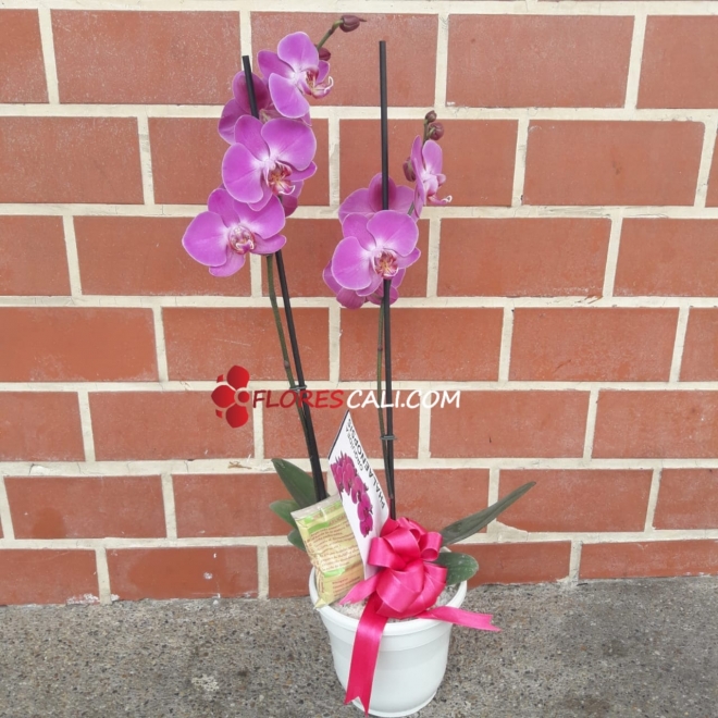 Orquídea en matera cali